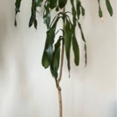 幸福の木　ドラセナ　マッサンゲアナ　観葉植物