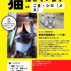 福山で猫探しています！！