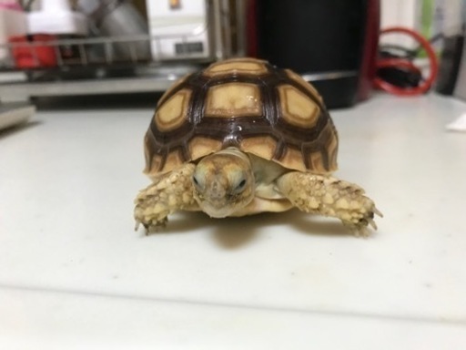 引取限定】リクガメ飼育セット一式 ※ケヅメリクガメを里親に出すため 