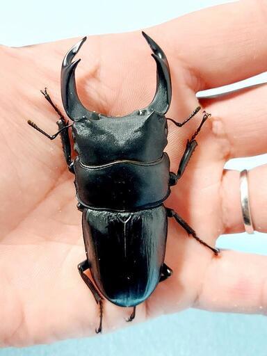 【新成虫】能勢SR血統　オオクワガタ　♂️83.7㍉(90.1同)　♂️単品　◎配送可◎