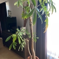 パキラ　観葉植物　高さ170cmくらい