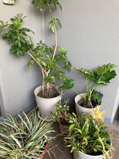 観葉植物5点まとめ売り