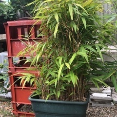 再値下げ　黒竹　竹　植木　（2鉢）縁起良し