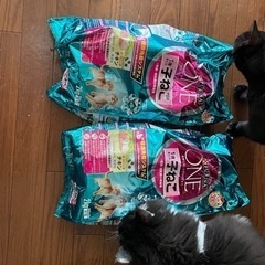 ピュリナワン 猫  1.6kg✖︎4  おまけ付き