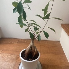 [ガジュマル] [観葉植物] [高さ48cm]