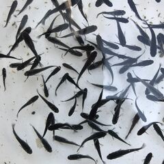 （決まりました）①ブラックダイアの稚魚～若魚２5匹＋α　１､０００円