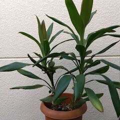 観葉植物　500円均一　コルディリネ・ストリクタ