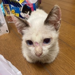 【急募】生後1ヶ月半の子猫の譲渡先の画像