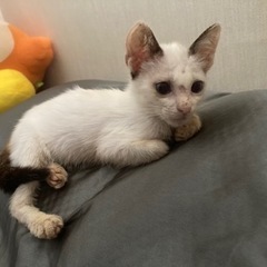【急募】生後1ヶ月半の子猫の譲渡先 − 沖縄県