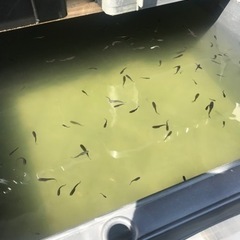 残りわずかです‼️‼️ 10匹1500円　ブラックキング　幼魚〜...