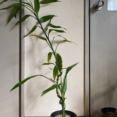 観葉植物　ミリオンバンブー