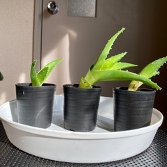 観葉植物　キダチアロエ　各200円