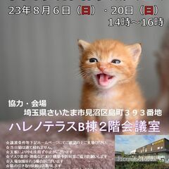 【さいたま市】８/６（日）ハレノテラス保護猫譲渡会
