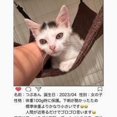 沖縄ライカム　犬猫譲渡会　子猫23匹参加決定！