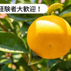 柑橘の摘果作業等のお仕事！【単発/短期求人】