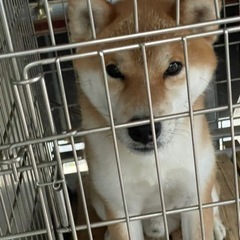 若い人懐きのいい柴犬