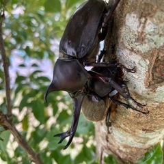 天然カブトムシ　オス4匹　メス5匹