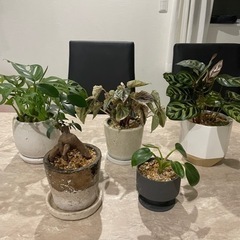 観葉植物　5点セット