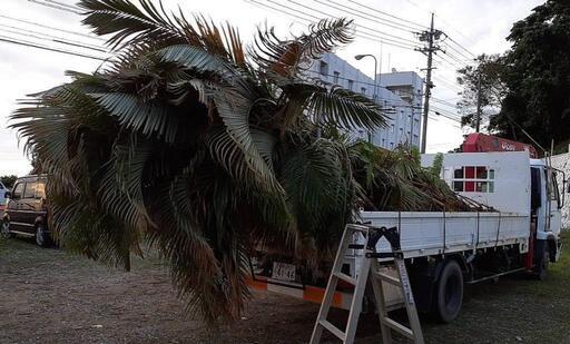 アレカヤシ「4tユニック荷台いっぱい」