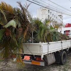 アレカヤシ「4tユニック荷台いっぱい」