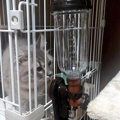 猫 給水器 ボンビアルコン ラクリア