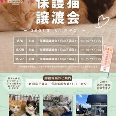 ほご猫譲渡会