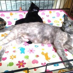 天使達！　ロシアンブルー・ママと４匹のガールズ子ネコちゃん達！