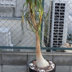 JM17464)トックリラン 観葉植物 幅：約35cm 高さ：約...