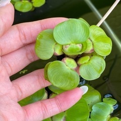 ミニホテイアオイ ホテイ草 水草 浮草 1株