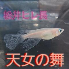 決まりました！松井ヒレ長　天女の舞　メダカ　稚魚5匹　セット。