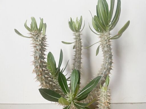 塊根植物 コーデックス パキポディウム
