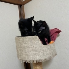   可愛い子猫3ヶ月黒猫ちゃん