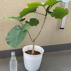 【観葉植物】フィカス・ウンベラータ 65cm 