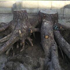松の木の根