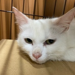 推定1才美猫ママ