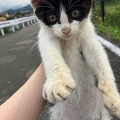 子猫の画像