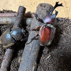 【ネット決済・配送可】国産カブトムシの幼虫100匹