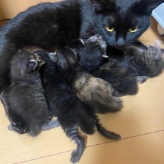 7／10生まれの5匹の子猫ちゃん