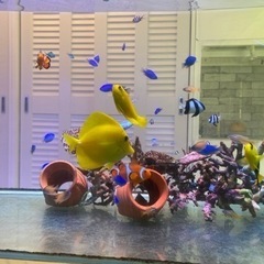 商談成立済・取置き中】キイロハギ