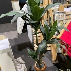 No.730 【観葉植物🪴】　ラージサイズ