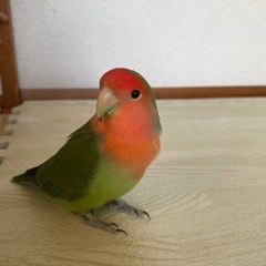 コザクラインコの里親を募集しております