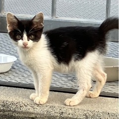 子猫 − 福岡県