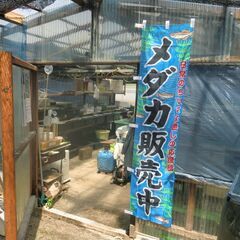 売れました）メダカ ミッドナイトフリル ブラックダイヤとマリアージュ