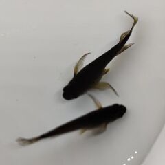 🐡メダカ🐡サタン🐡針子～稚魚20匹以上🐡 セットで買うとさらにお得‼