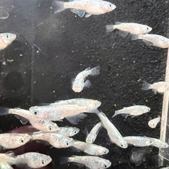 メダカ生育引退！　メダカ生体100匹以上！ブロアー付き！