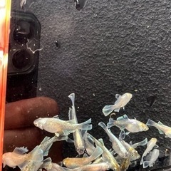 メダカ生育引退！　メダカ生体100匹以上！ブロアー付き！