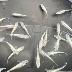 メダカ生育引退！　メダカ生体100匹以上！ブロアー付き！ メダカ生育引退！ メダカ生体100匹以上！ブロアー付き！