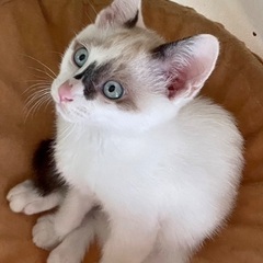シャム系・ブルーの瞳・約２ヶ月半男の子