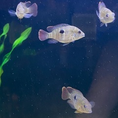 熱帯魚　グリーンテラー　2-4cm 10匹