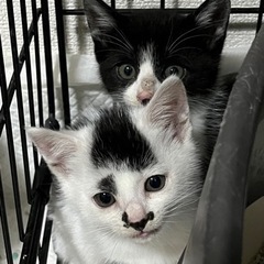 8-9ヶ月2頭飼い可能な方🐈男の子＆女の子🐈‍⬛